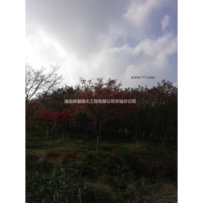 紅葉石楠2圖片/紅葉石楠2報價