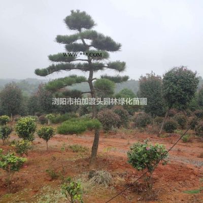 高桿紅葉石楠樹，湖南高桿樹葉石楠樹，火焰紅紅葉石楠樹球