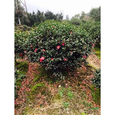 紅葉石楠球2供應/紅葉石楠球2圖片
