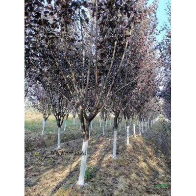 安徽高桿石楠，合肥高桿石楠，安徽高桿紅葉石楠價格，采購紅葉石