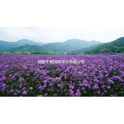 成都紅葉石楠批發(fā)-高桿紅葉石楠-紅葉石楠球球-優(yōu)質(zhì)貨源