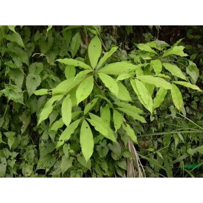 新聞：19年瀘州金葉女貞苗、紅葉石楠小苗、紫花風鈴木苗新報價