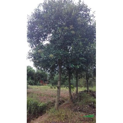 紅葉石楠價格，7公紅葉石楠價格，5公分紅葉石楠價格優惠
