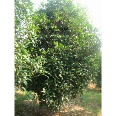 2.5--4米冠幅紅葉石楠球