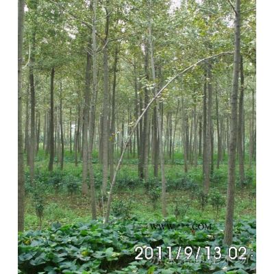 紅葉石楠球