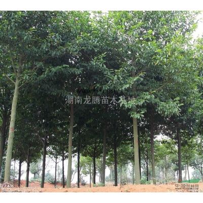 湖南灑金柏小苗 灑金柏球價格 松柏 造型龍柏 塔柏