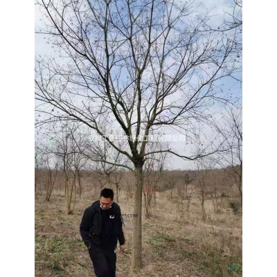 安徽龍柏 滁州龍柏 安徽龍柏特價(jià)批發(fā)/供應(yīng)