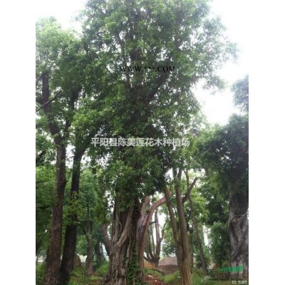 榕樹、香樟、沙樸、青岡櫟、羅漢松、紅花繼木、香泡等各類花木
