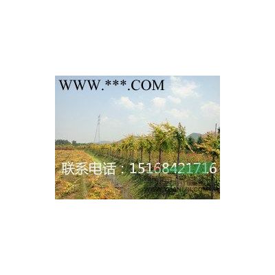 供應(yīng)小龍柏、龍柏