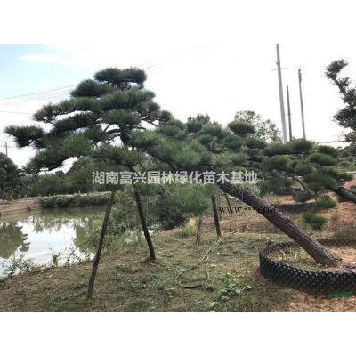 湖南叢生香泡價格，40公分全冠香泡，30公分骨架移栽香泡廠家
