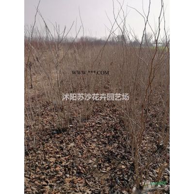 高桿紅葉石楠