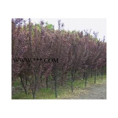 安徽大葉女貞，紫薇，紅葉李，紅葉石楠，桂花，廣玉蘭，香樟，烏