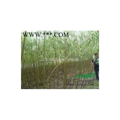 供應小葉女貞球，紅葉石楠球，金葉女貞球
