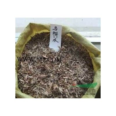 批發一年生紅葉石楠小苗 紅葉石楠小苗價格