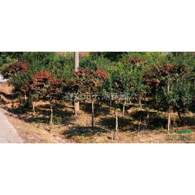 紅葉石楠球 獨干紅葉石楠 分枝點60/100/150厘米