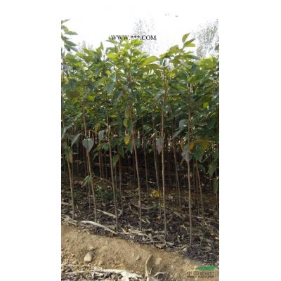 山東紅葉石楠*新報價/山東紅葉石楠圖片