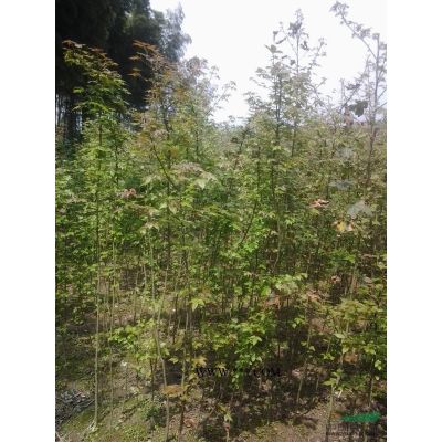 紅葉石楠1*新價(jià)格/紅葉石楠1報(bào)價(jià)