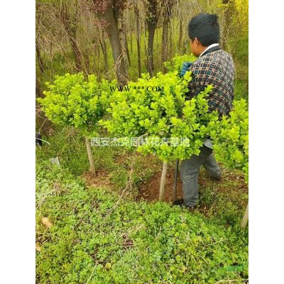西安小葉女貞球，冬青球，石楠，桂花高山黃楊