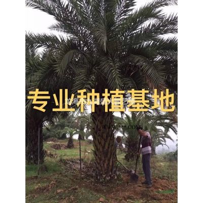 福建羅漢松價格 本地羅漢松報價 羅漢松樁頭價格造型羅漢松批發