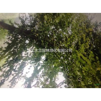 香泡2供應(yīng)/香泡2圖片
