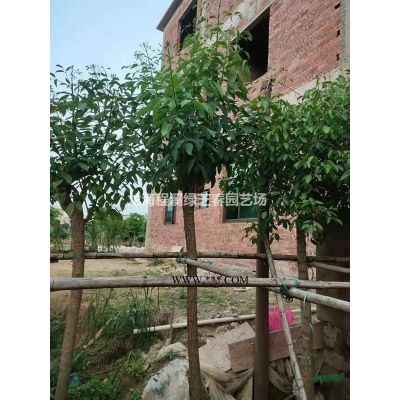 香泡、精品移植苗、規格*