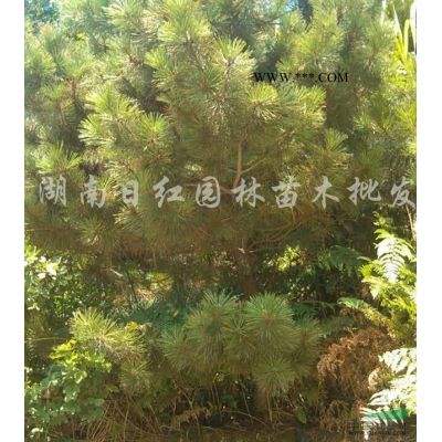 樂昌含笑、景烈白蘭報(bào)價(jià)/湖南樂昌含笑、景烈白蘭報(bào)價(jià)