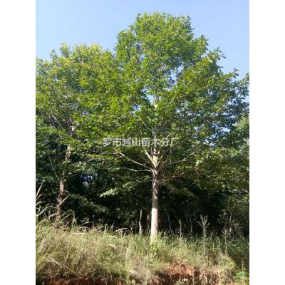 江西樂昌含笑 胸徑22-30公分，數量300棵 急售批發/供應