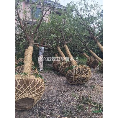 長(zhǎng)興紅葉石楠柱  紅葉石楠柱價(jià)格