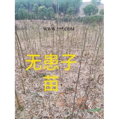 米徑2-3-4公分的紅葉石楠