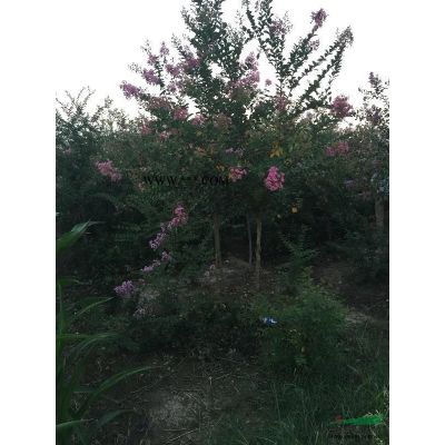 5米紅葉石楠 紅葉石楠基地 紅葉石楠價格 滁州紅葉石楠
