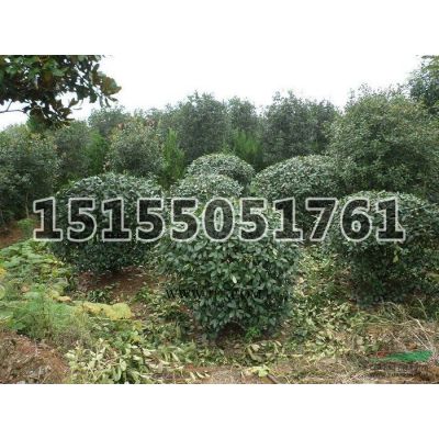 石楠球*新價(jià)格/石楠球報(bào)價(jià)