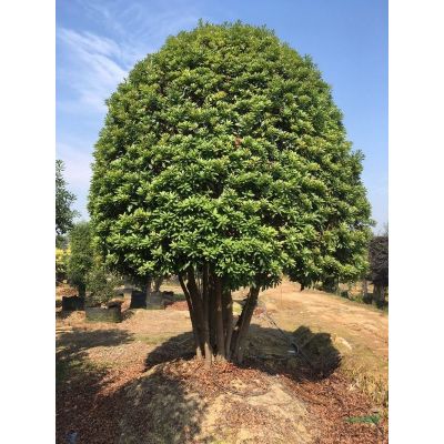 湖南羅漢松基地：供應(yīng)女貞柱子，紅葉石楠球，紅花繼木球