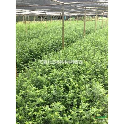 供應香泡種子 專業(yè)種子批發(fā) 批發(fā)大量香泡種子