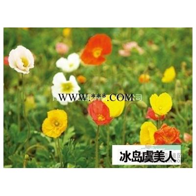龍柏 龍柏基地