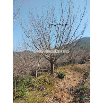 20公分精品羅漢松，25公分造型羅漢松價格，15公分造型羅漢