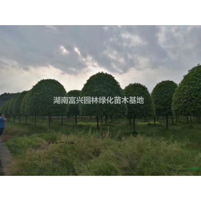 海棠球，海桐球，含笑球，枸骨球，龍柏球，四季青球，竹柏苗等