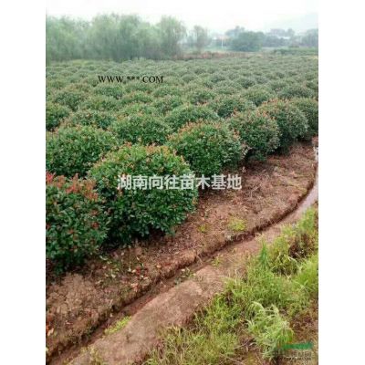 這是專(zhuān)業(yè)的樂(lè)昌含笑基地 如果需要大批量的采購(gòu)樂(lè)昌含笑可以到本