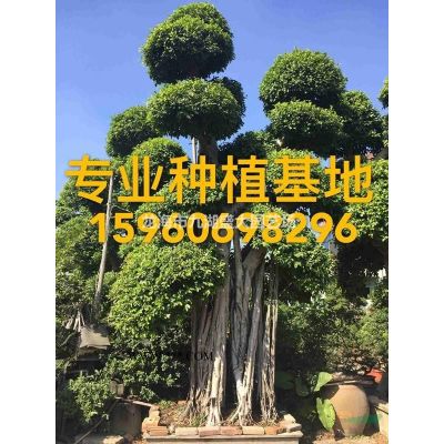 老人葵 華棕 華盛頓棕櫚