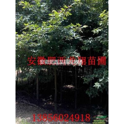 安徽肥西棕櫚*新報(bào)價(jià)、合肥棕櫚樹價(jià)格圖片、肥西棕櫚基地