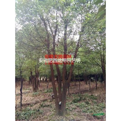 供應(yīng)安徽欏木石楠、合肥欏木石楠價(jià)格、肥西欏木石楠價(jià)格