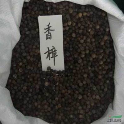 樂昌含笑行情報價\樂昌含笑圖片展示