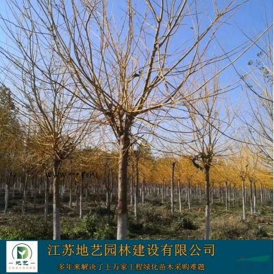 常年供應(yīng)地徑(米徑)2公分、5公分、10公分紅葉石楠樹