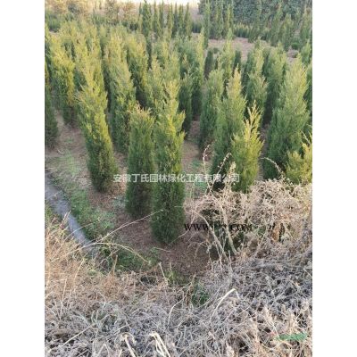 大小規(guī)格安徽紅葉石楠球 滁州紅葉石楠球基地
