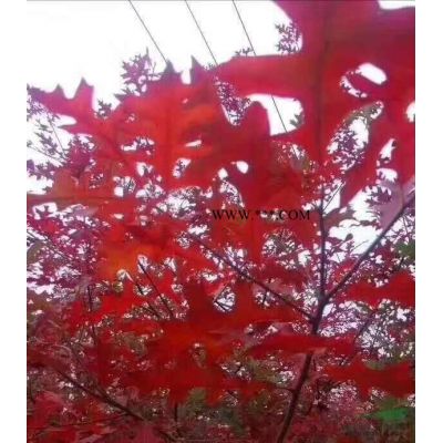 金華茂林大量供應(yīng)紅葉石楠柱3米到5米