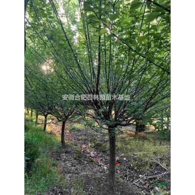 紅葉石楠樹