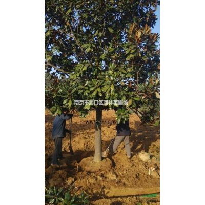 6公分紅葉石楠樹8公分紅葉石楠樹價格查看