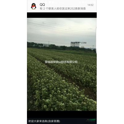 大量自家苗圃紅葉石楠 有需要聯系