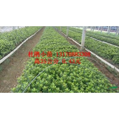 江西地區供應紅葉石楠杜鵑茶梅