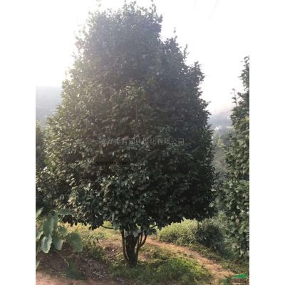 成都豐育園林供應羅漢松 造型羅漢松 精品造型羅漢松
