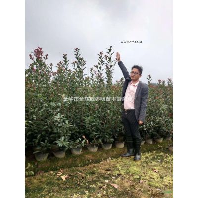 香泡報價